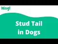 Stud Tail in Dogs Wag