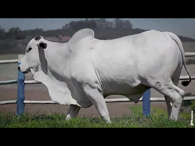 Touro Nelore SGN - 2627