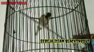 Burung Gereja isian Blackthroat // burung gereja anda jamin langsung nyaut