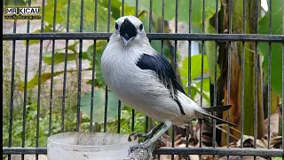 terapi jalak kapas dijamin langsung ikut bunyi