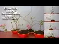 How to Start Bougainvillea Bonsai Step by Step Growing Tips GREEN PLANTS