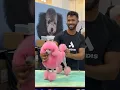 Pink poodles are always trending by Natache