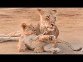 Download Lagu It Takes a Pride: Lion Mums Work Together to Raise Adorable Cubs🐾 | Zimbabwe | Robert E Fuller