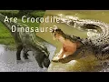 Are Crocodiles Dinosaurs