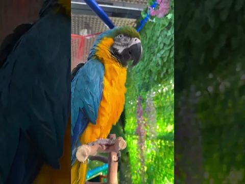 Говорящий попугай 🦜