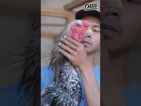 AYAM RAKSASA