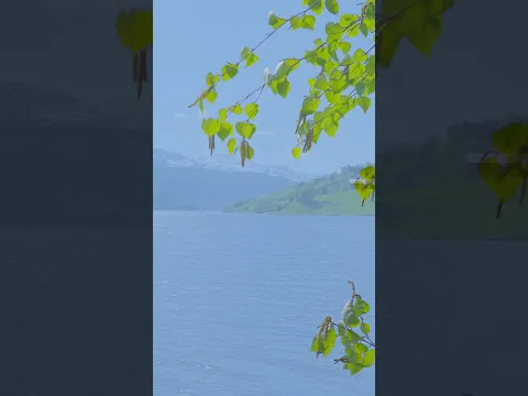 Take a break from scrolling for 1 minute and relax with Soothing Relaxation 💚