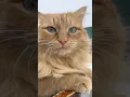 Download Lagu Голубоглазая красота 💋 lilsk8_kitty