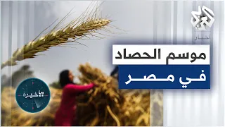 السيسي يشهد بدء موسم حصاد القمح في توشكى جنوبي مصر ومخاوف بشأن ارتفاع جديد لأسعار المواد الغذائية 