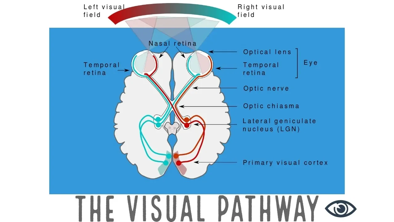 VISUAL PATHWAY WITH CLINICAL SIGNIFICANCE | The White Army