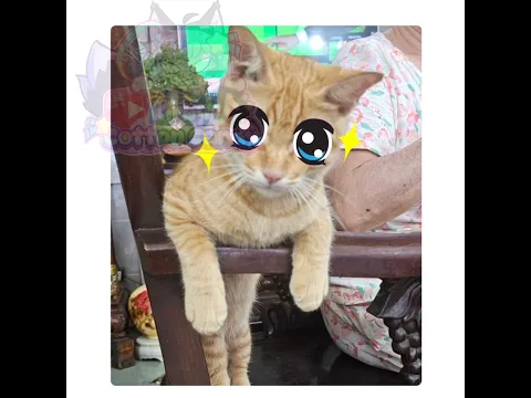 Sophie is My Kitty 😺 _ Animation meme ||(My cat 🐈)|| #trending #alightmoation #animationmeme #Kitty
