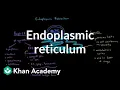 Endoplasmic reticulum and golgi apparatus Cells MCAT Khan Academy