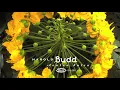 Harold Budd - Chrysalis Nu (To Barney's Memory)