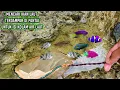 Download Lagu MENCARI IKAN DI PANTAI UNTUK ISI KOLAM AIR LAUT