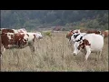 Aaron Watson | That's Why God Loves Cowboys - (Lyrics & Scenery)