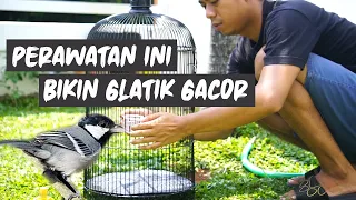 Download PERAWATAN GLATIK BATU BAHAN AGAR GACOR SETIAP HARI MP3