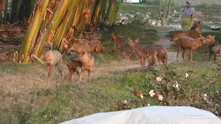 পথ আটকে দাড়াল এতোগুলো শিয়াল।এতোগুলো শিয়ালের হাত থেকে রক্ষা পাওয়ার ভয়াবহ অভিজ্ঞতা।