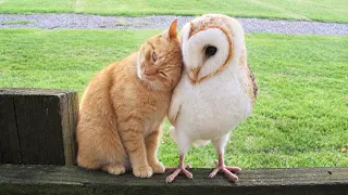 These Adorable Cats Canβt Get Enough Of Their Animal Best Friends π₯°