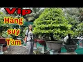 Download Lagu 30/08 ☎️Zalo 0938 523 167 👉gặp chị Linh 🌲🌲nhiều cây chơi Tết giá rẻ 