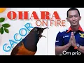 Download Lagu OHARA ON FIRE !!! MASTERAN AMPUH BUAT MURAI BATU ANDA!!! #ohara #masteran #muraibatu