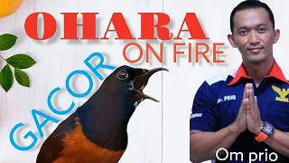 ohara on fire masteran ampuh buat murai batu anda ohara masteran muraibatu