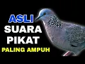 Download Lagu Suara Burung Tekukur Gacor paling ampuh memanggil kawan
