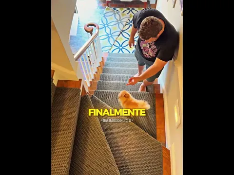 O cachorro é mais esperto do que eles pensavam! 😂 #shorts