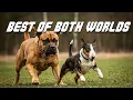 Bullmastiff Bull Terrier Crossed The Best of Both Worlds