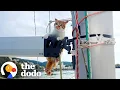 Download Lagu Former Stray Kitten Sails Full-Time Around Greek Islands With Her Parents | The Dodo