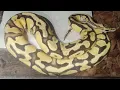 Snake Talk Episode 6 Aphrodite Update