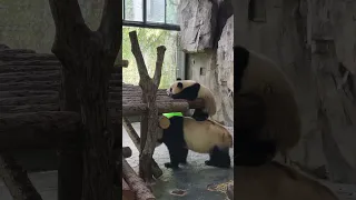 Sensing danger mama panda rushes in to protect her cub