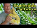 All About Burmese Pythons