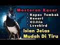 Download Lagu masteran kacer isian malam hari isian jelas mudah di tiru untuk kacer apasaja