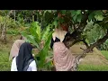 Download Lagu Aktivitas Gadis Desa _ Keseruan Manjat Pohon Jambu , Vilage Desaku