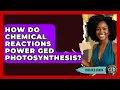 How Do Chemical Reactions Power GED Photosynthesis - Your GED Coach