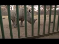Download Lagu What Sound Does A Rhino Make?