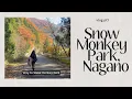 Jigokudani Snow Monkey Park Nagano Autumn Travel Guide