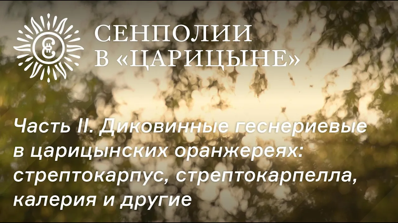 Сенполии в "Царицыне". Часть II. Диковинные геснериевые в царицынских оранжереях.