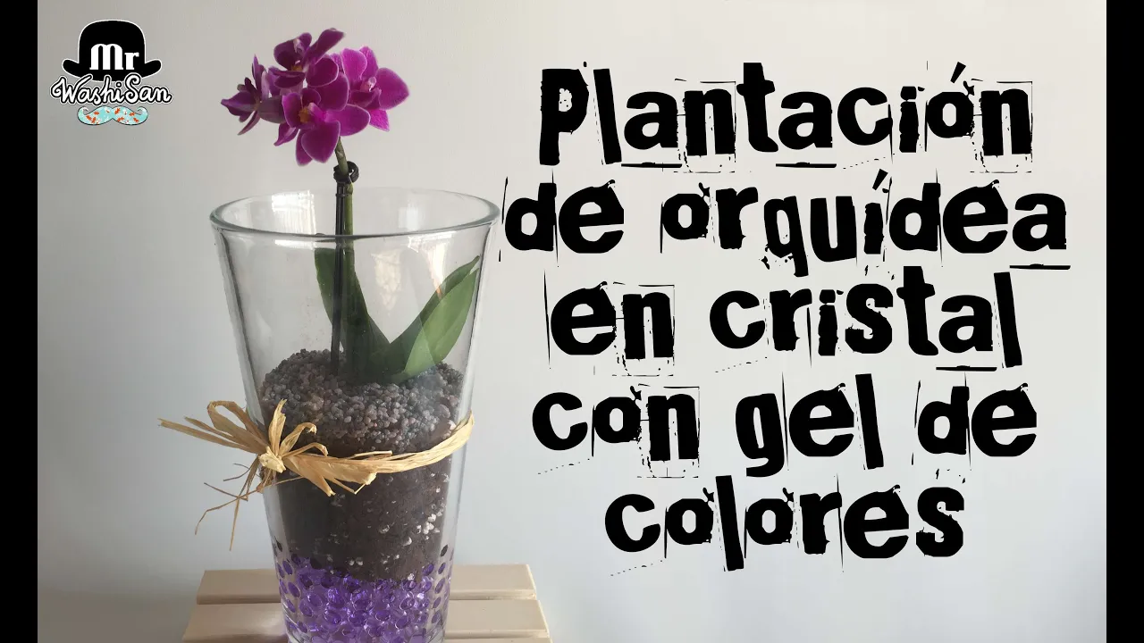 PLANTACIÓN DE ORQUIDEA MARIPOSA EN JARRÓN DE CRISTAL CON GEL DE COLORES