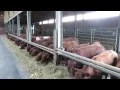 Rood rund van West- vlaanderen- Fam.Vandeputte.be