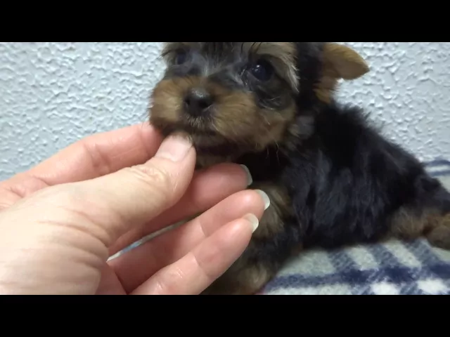 動画