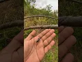 Download Lagu KELUARLAH PARA SUHU, MENGAPA MIKAT CENDET AKU SEPERTI INI , SUDAH PAKAI PULUT DAN DI TAMBAH JANGKRIK