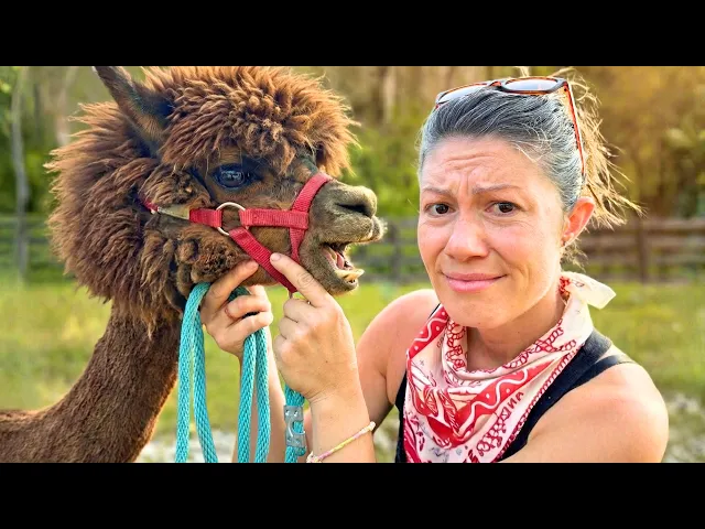Video: Please Don't Get an Alpaca