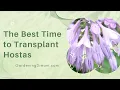 The Best Time to Transplant Hostas
