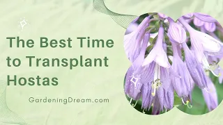 The Best Time to Transplant Hostas
