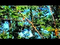 Download Lagu Suara Alam Hutan asli