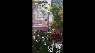 Canto Del Mio Incardellato Masoud Mashallah تغريد بندوقي جغل ما شاء الله 