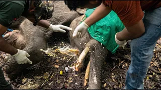 Little Tusker Injured by an Illegal Trap Receives a Second Chance