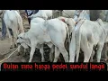 Download Lagu Bulan Suro,Harga Pedet \u0026 Bakalan Sundul Langit‼️Sapi PO Pasar Kebumen