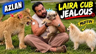 Laira jelous ho gai muffin say🫢laira naraz😱dosti karwanay ki koshish nakam😰(Mian Saqib)